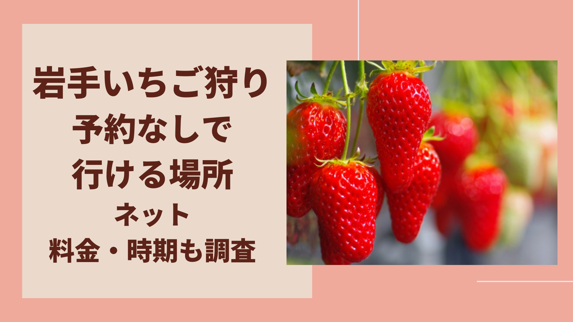 岩手いちご狩りの予約なしで行ける場所は ネットや料金 時期も調査 まろにこ